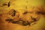 Several Fossil Flies (Diptera) In Baltic Amber #90858-1